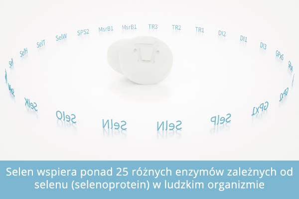 Selen wspiera ponad 25 różnych enzymów zależnych od selenu (selenoprotein) w ludzkim organizmie