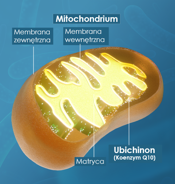 Mitochondria zawierają duże ilości koenzymu Q10